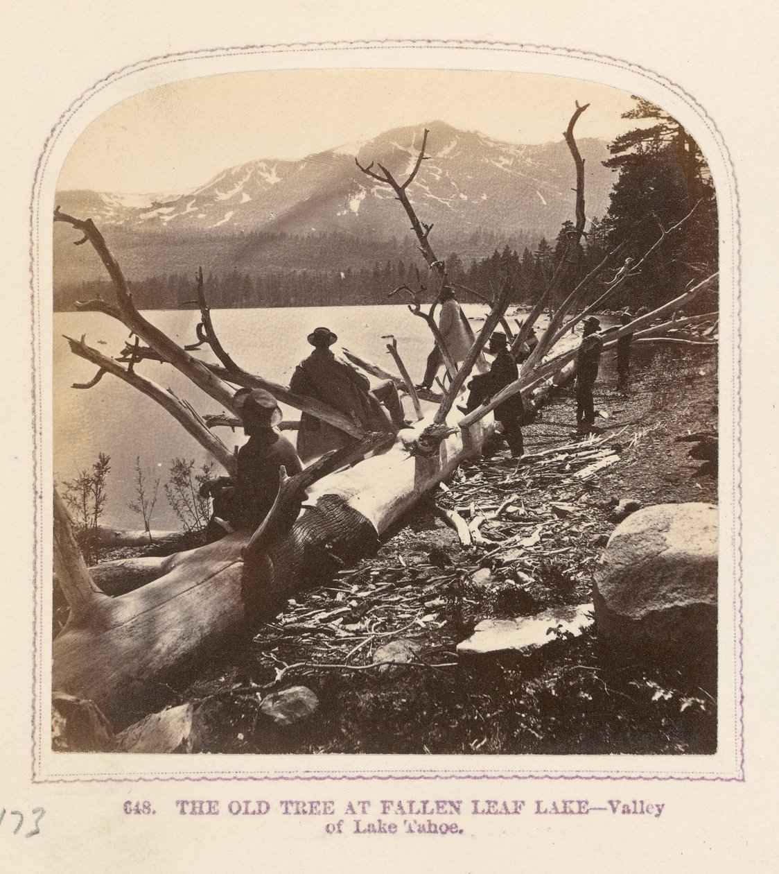 Le vieil arbre au lac Fallen Leaf - Thomas Houseworth