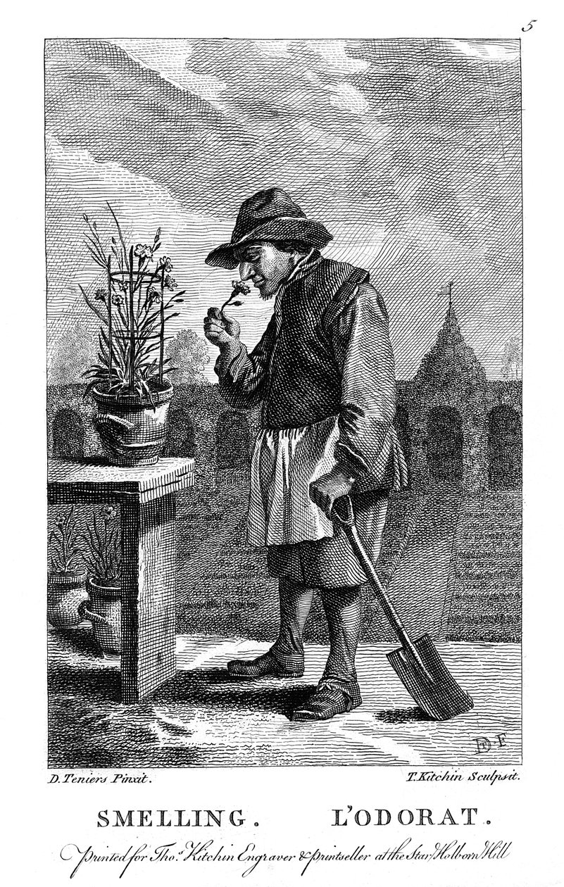 Jardinier sentant un œillet ou un œillet rose, vers 1750 - Thomas Kitchin