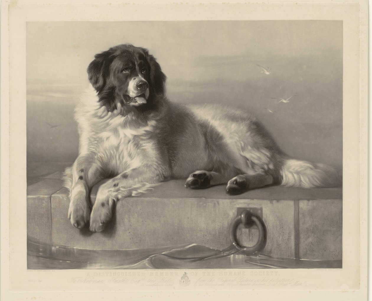 Portrait du chien de sauvetage Bob, couché sur une jetée - Thomas Landseer