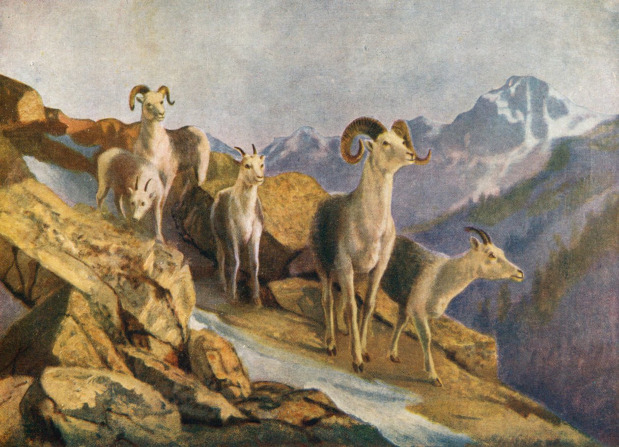 Moutons en éventail descendant au fourrage (lithographie couleur) - Thomas Mower Martin