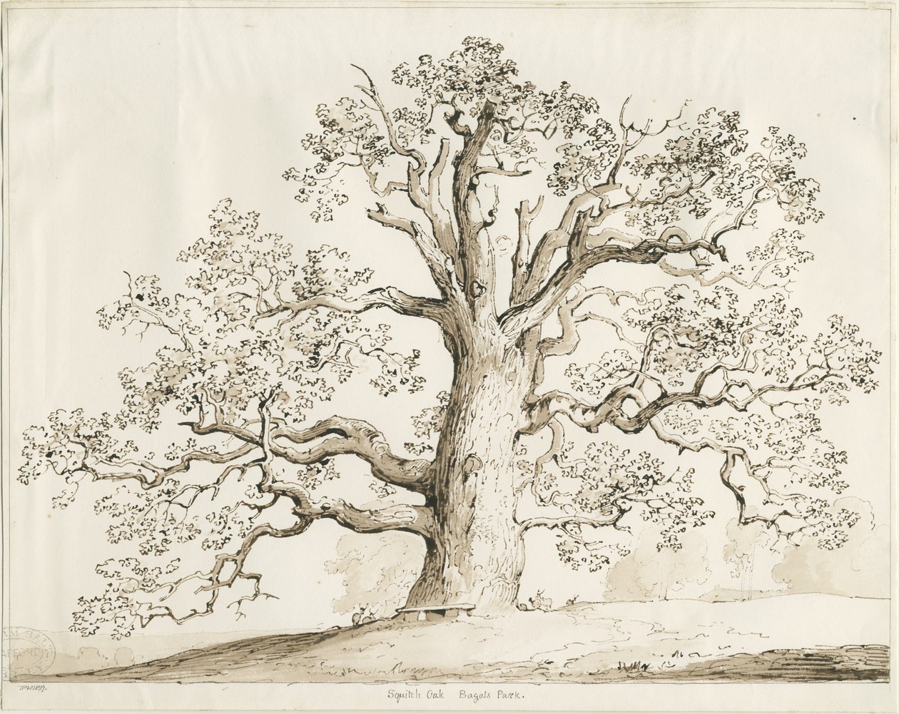 Blithfield - Squitch Oak - Thomas Peploe Wood