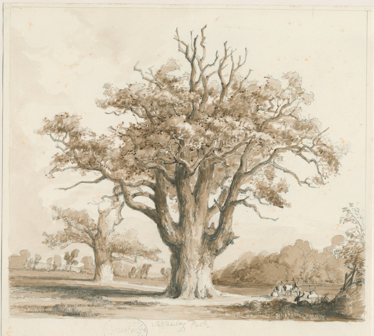Teddesley Hall - Chênes : dessin au crayon et au lavis, nd [novembre 1842] - Thomas Peploe Wood