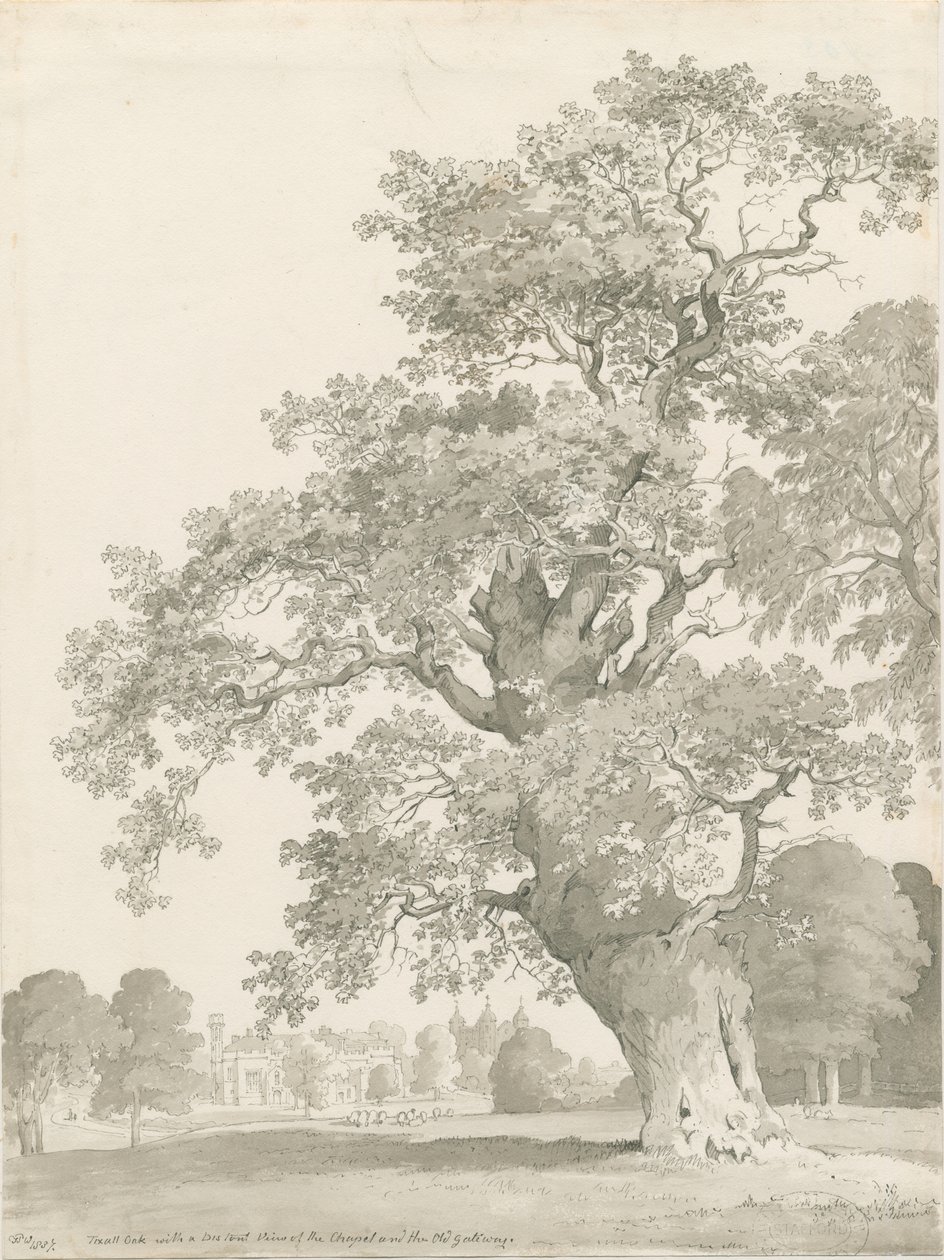 Tixall - Chêne : dessin à la plume et au lavis - Thomas Peploe Wood