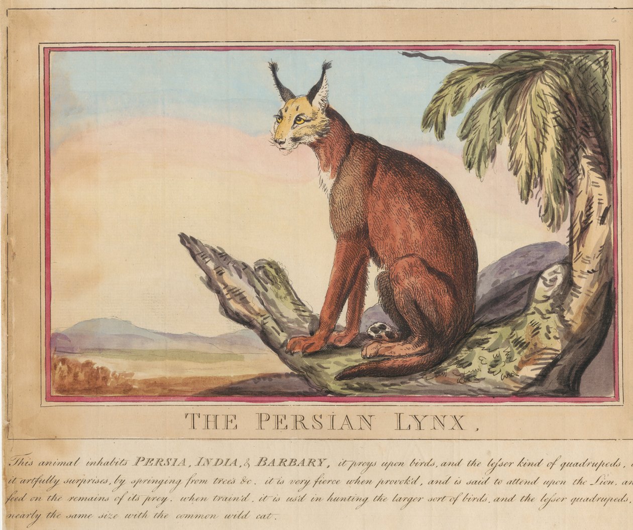 Lot de huit avec page de titre. « Animaux étrangers et domestiques ».  7.  Le lynx persan - Thomas Rowlandson