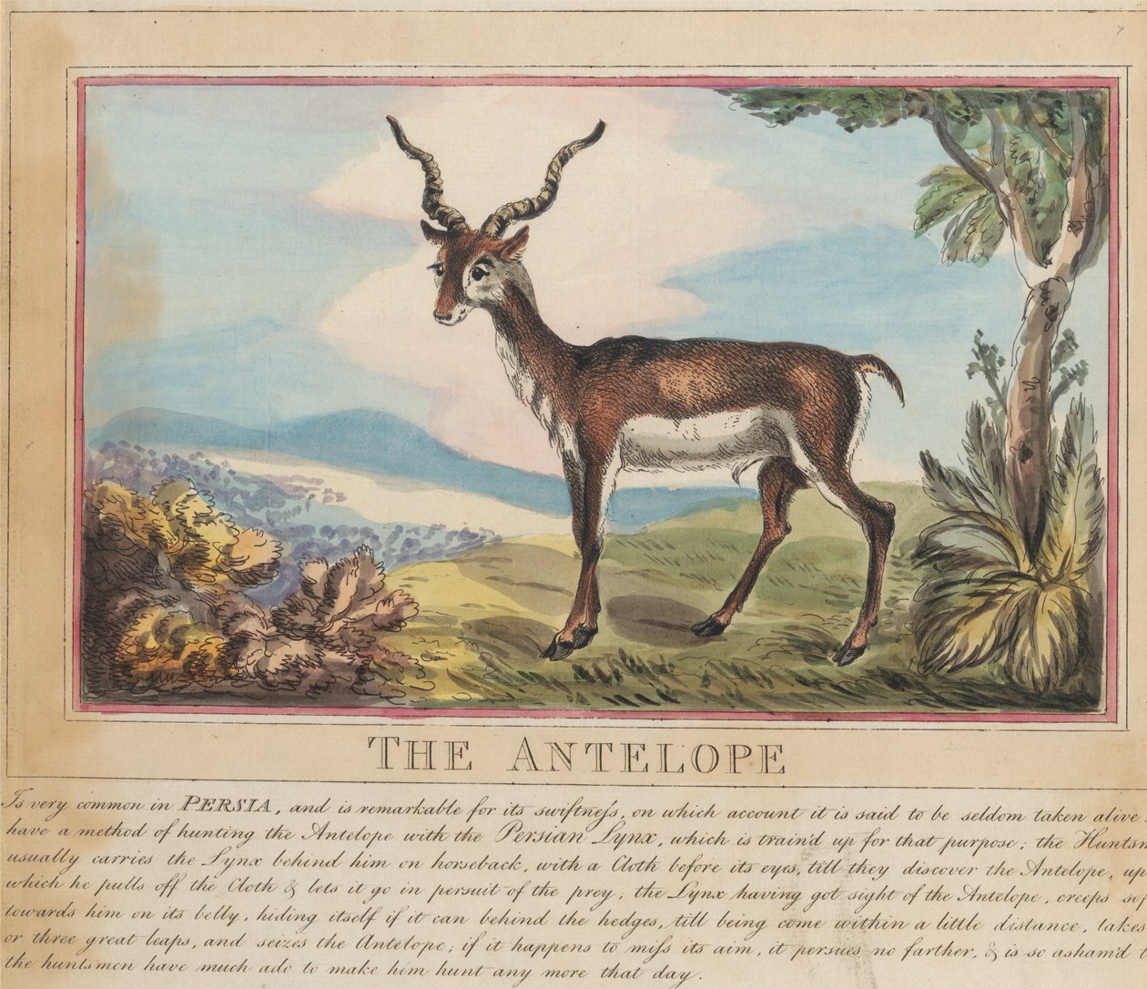Lot de huit avec page de titre. « Animaux étrangers et domestiques ». 8. L
