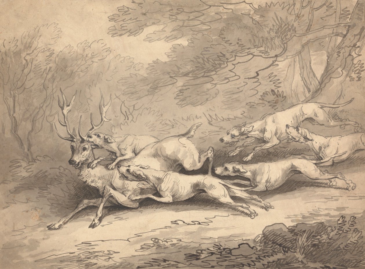 Un cerf abattu par une meute de chiens - Thomas Rowlandson