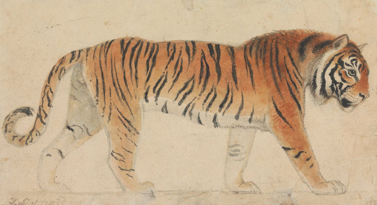 Un tigre, en pied, de profil, marchant vers la droite - Thomas Stothard