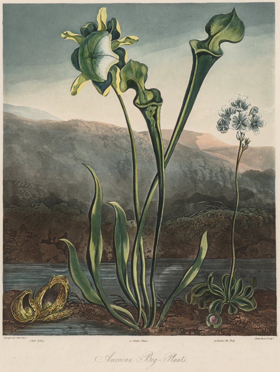 Le Temple de la Flore : Plantes des marais américains - Thomas Sutherland