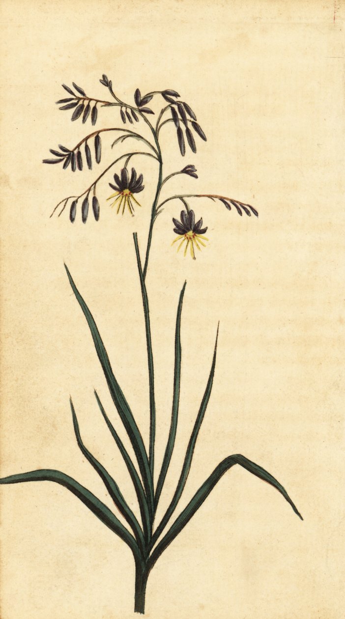 Fleur de roche de Nouvelle-Galles du Sud, Australie, 1800 (gravure) - Thomas Watling