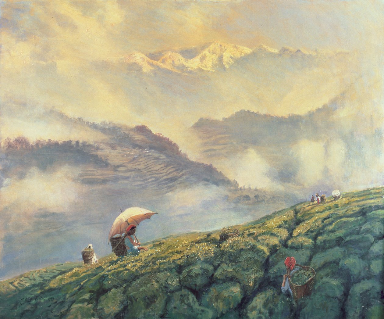 Cueillette de thé, Darjeeling, Inde, 1999 - Tim Scott Bolton