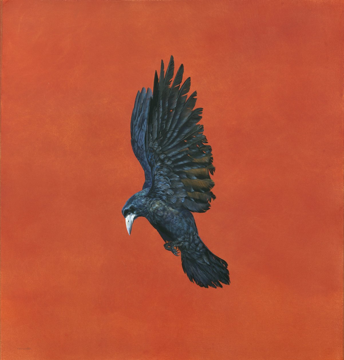 Briller-Rouge - Tim Hayward