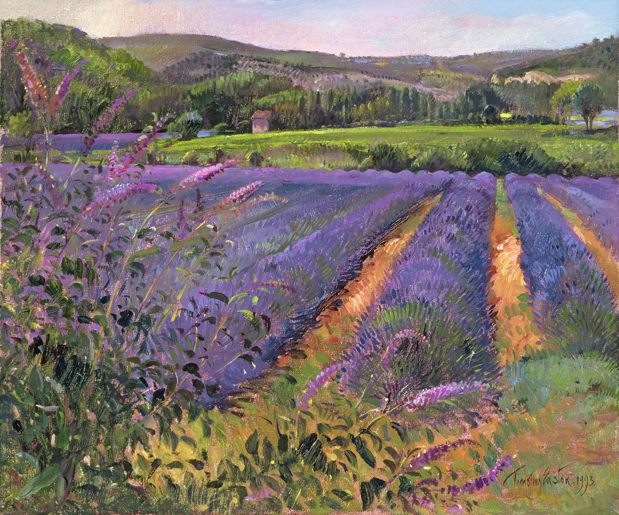 Champ de Buddleia et de Lavande, Montclus, 1993 - Timothy Easton