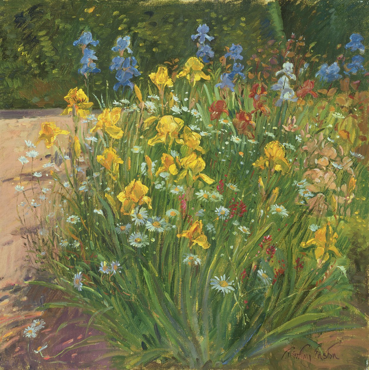 Marguerites contre les iris - Timothy Easton