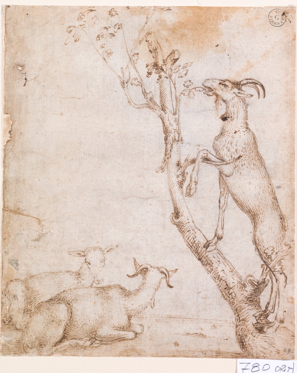 Chèvres au pâturage - Titian (c.1488 1576)