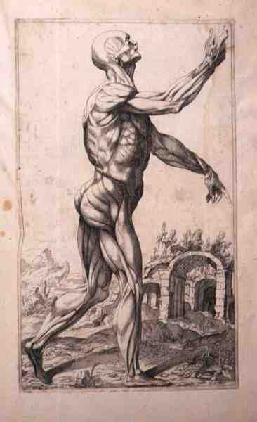 Étude anatomique, par Domenico Maria Bonavera - Titian (c.1488 1576) (after)