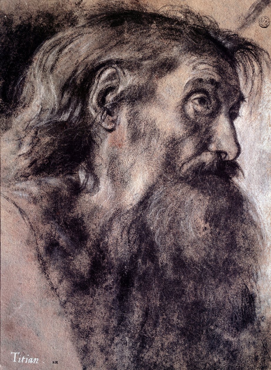 Tête de vieil homme - Titian (c.1488 1576)