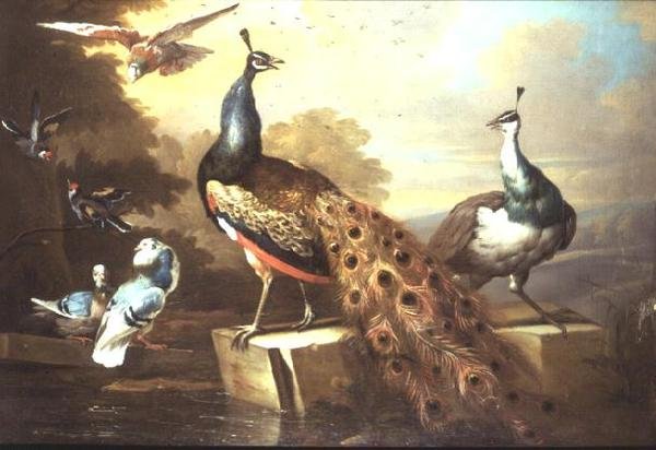 Paon et poule de paon dans un paysage - Tobias Stranover
