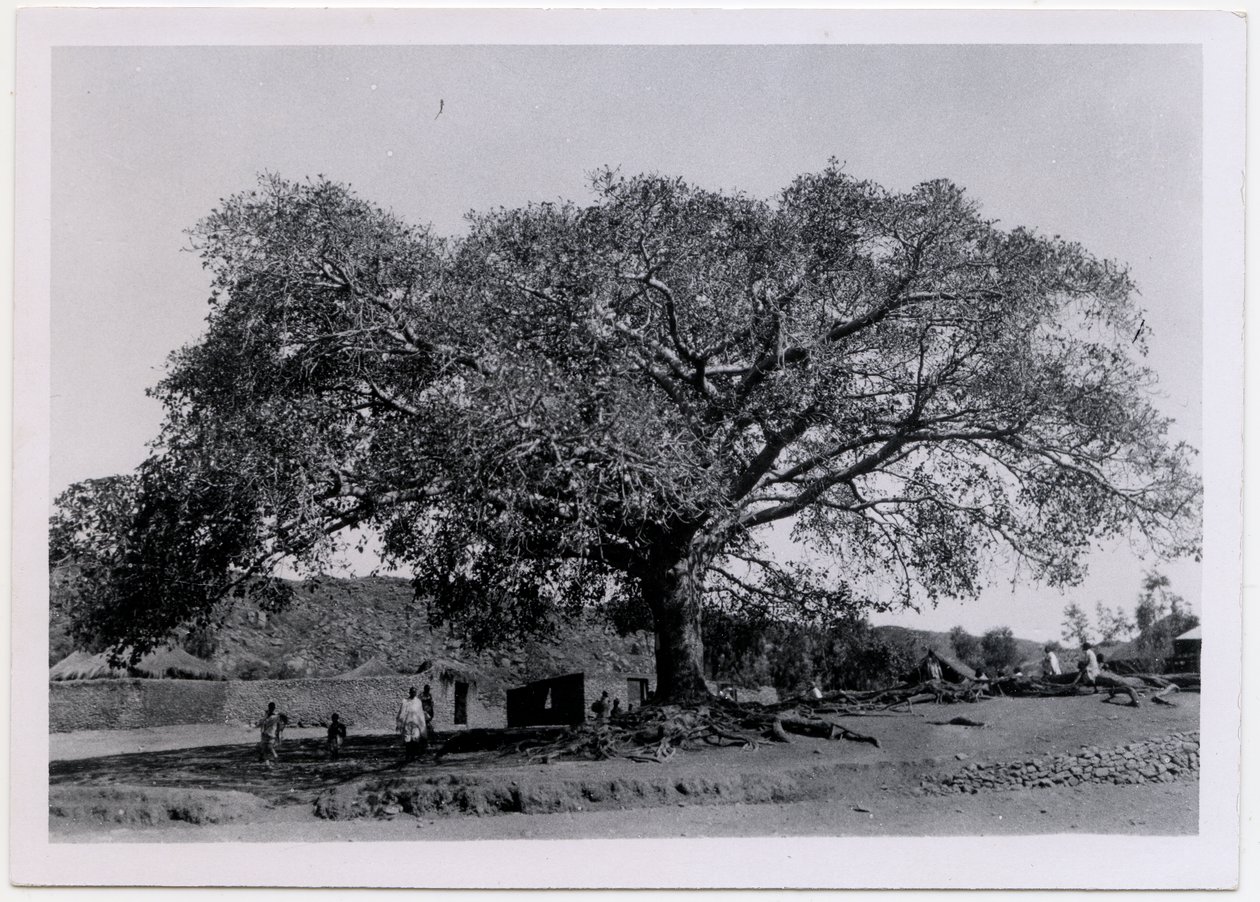 Arbre à large canopée devant le mur du village, Axum, Éthiopie, photographie d