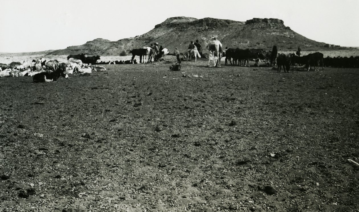 Vue de la zone archéologique de Naqa, avec des dromadaires et du bétail, Soudan, photographie d