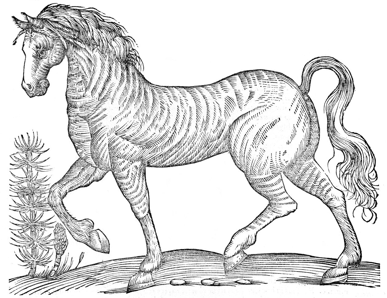 De quadrupedibus solidipedibus volumen integrum - Ulisse Aldrovandi