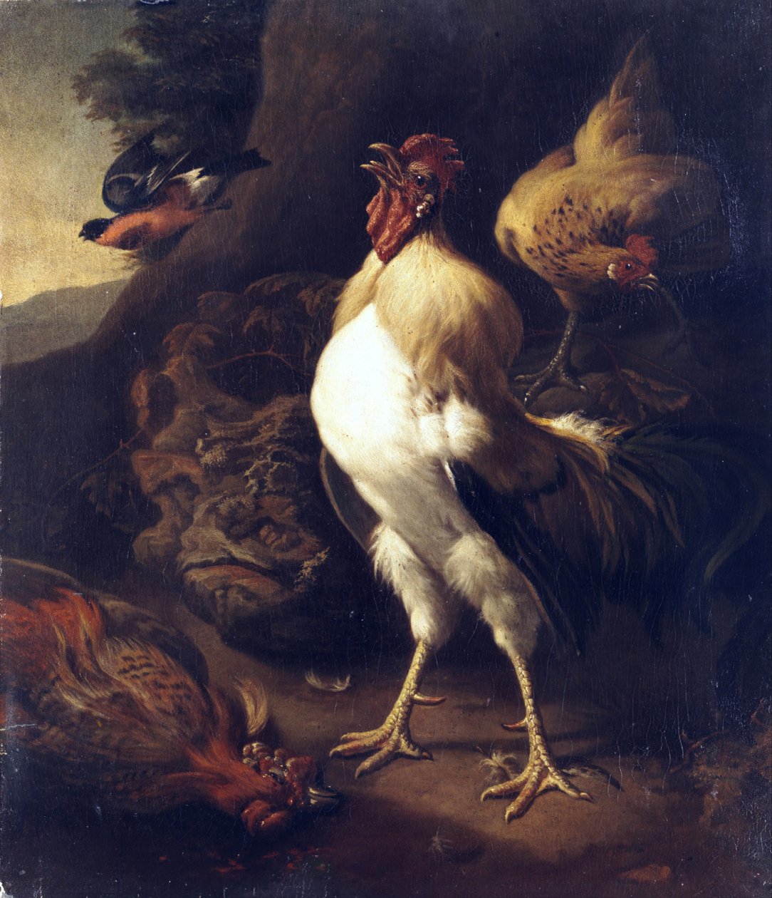 Coq fier - Unbekannt Unbekannt