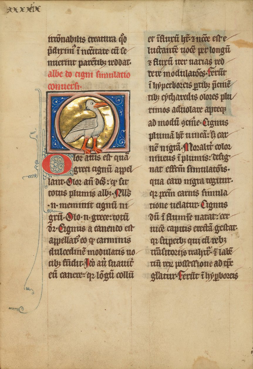 Un cygne - Unbekannt Unbekannt