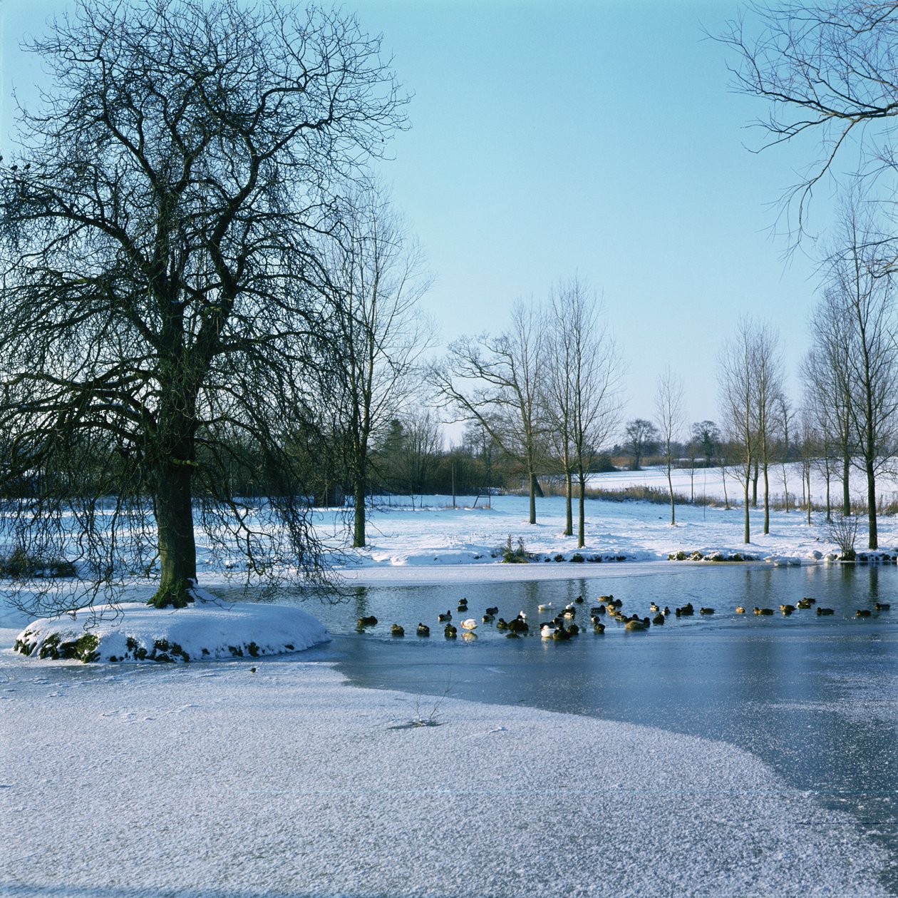 Canards dans la neige près de Finchingfield, Essex - Unbekannt Unbekannt