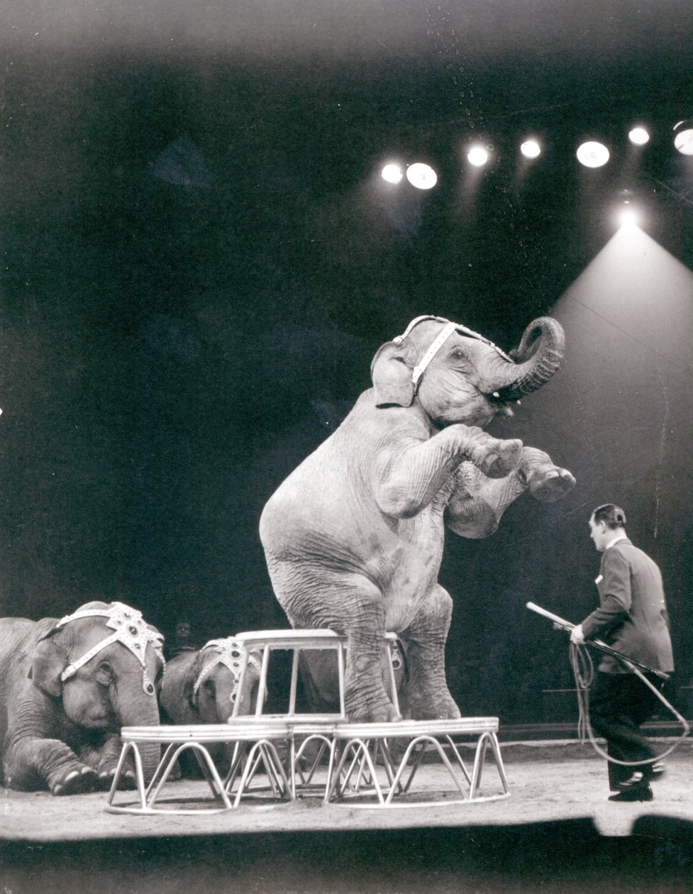 Éléphant se produisant dans un cirque - Unbekannt Unbekannt