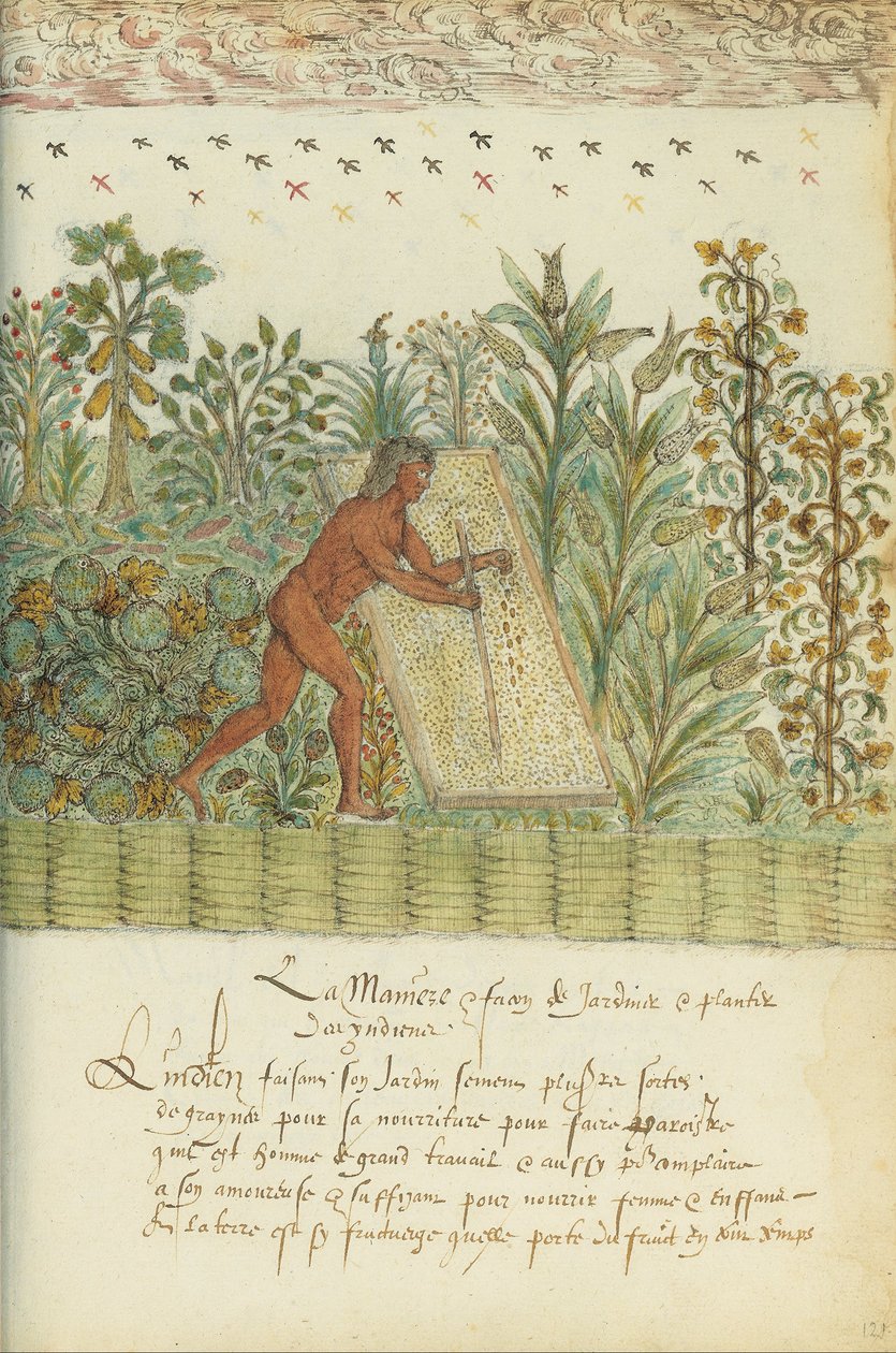 Histoire naturelle des Indes - Unbekannt Unbekannt