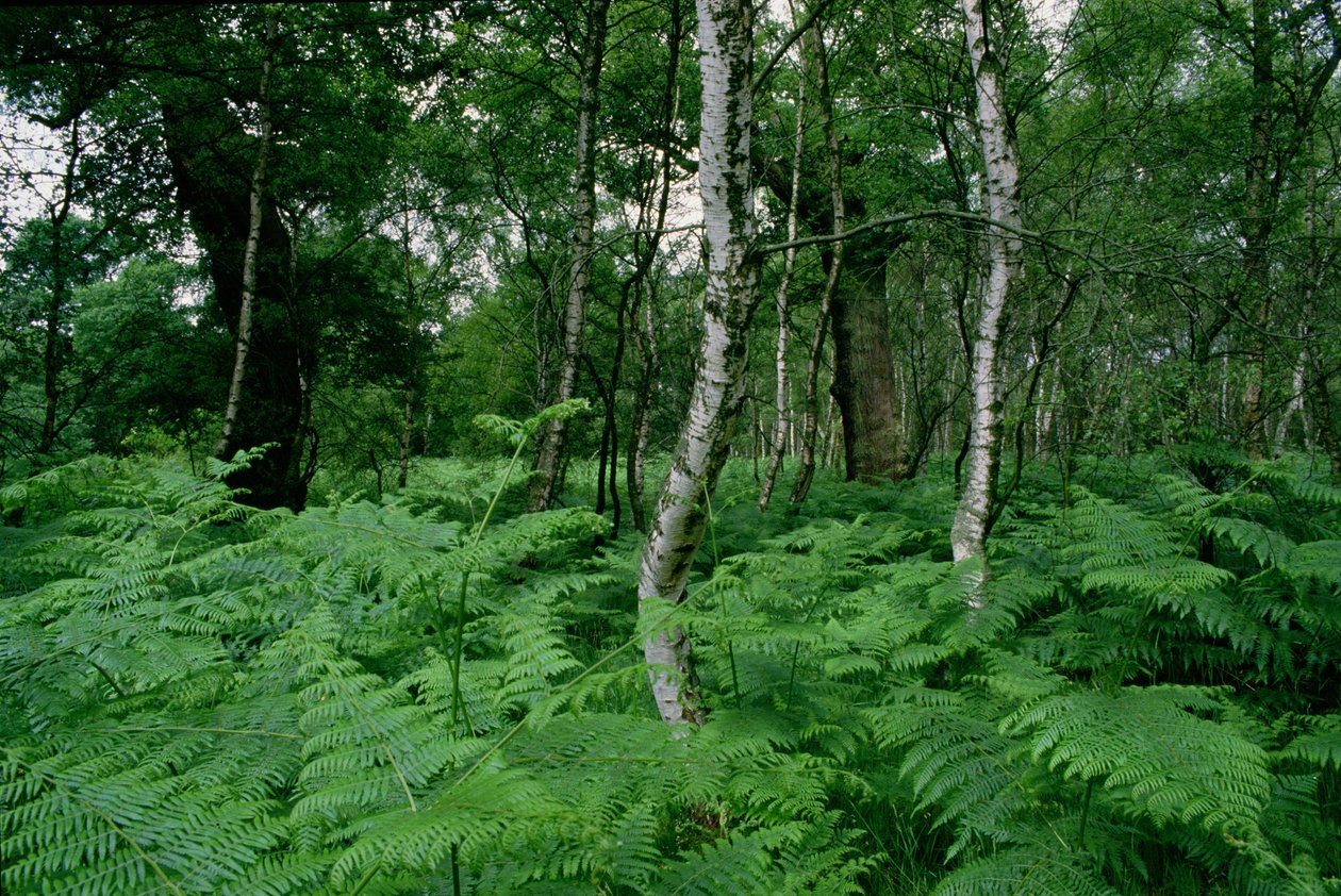Bouleaux argentés et fougères, forêt de Sherwood - Unbekannt Unbekannt
