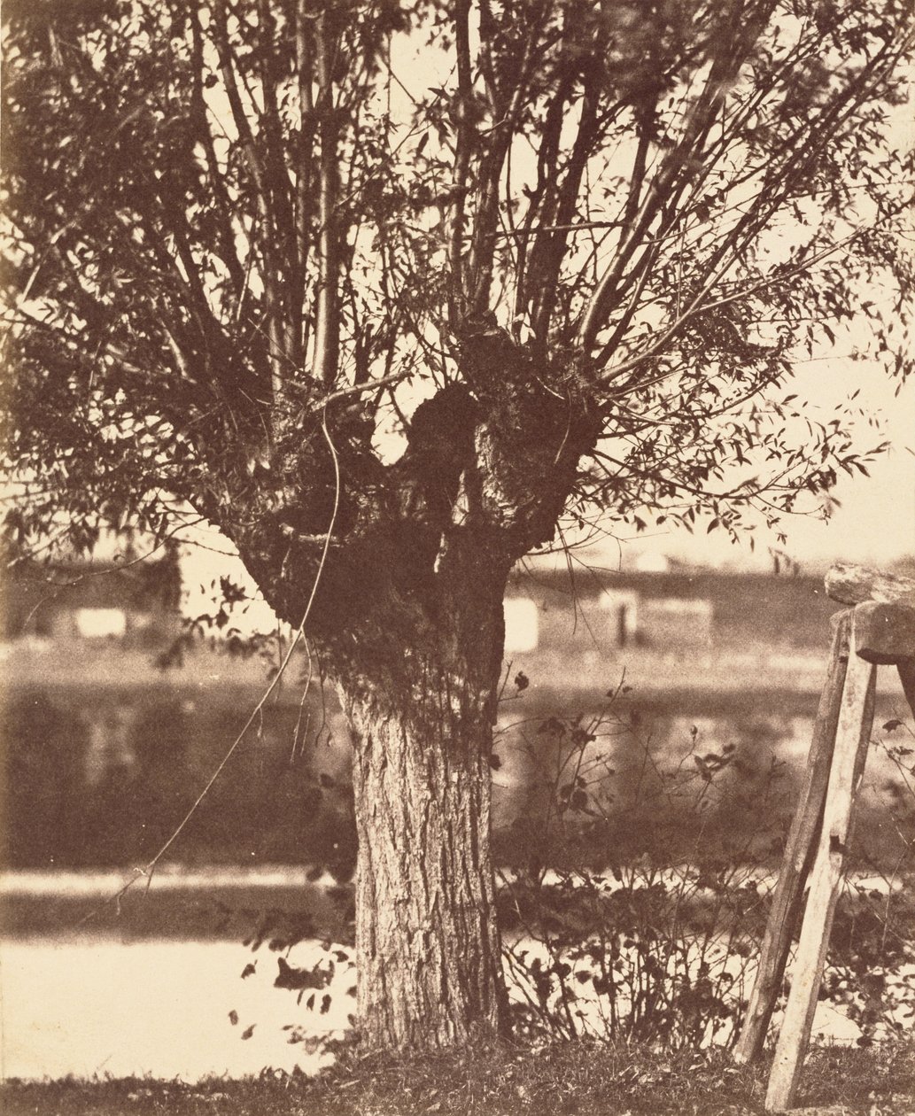 Fabricant inconnu, Français - Arbre - Unbekannt Unbekannt