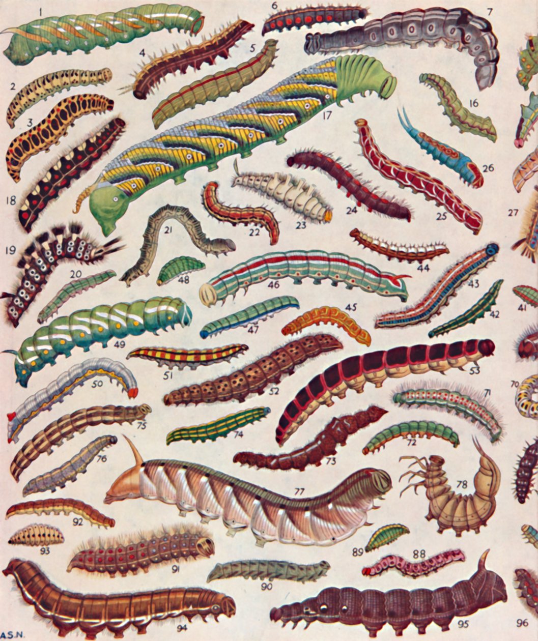 Cent différentes sortes de chenilles de papillons et de mites, 1935 - Unbekannt