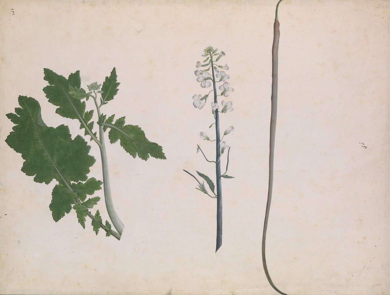 Une plante de radis, graine et fleur - Unbekannt