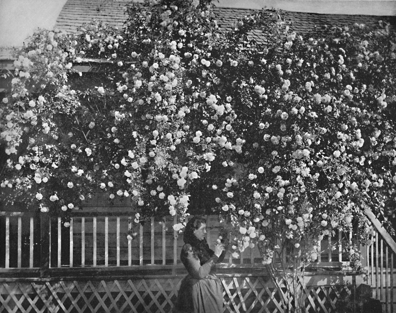 Une maison décorée de roses, Californie du Sud, vers 1897 - Unbekannt