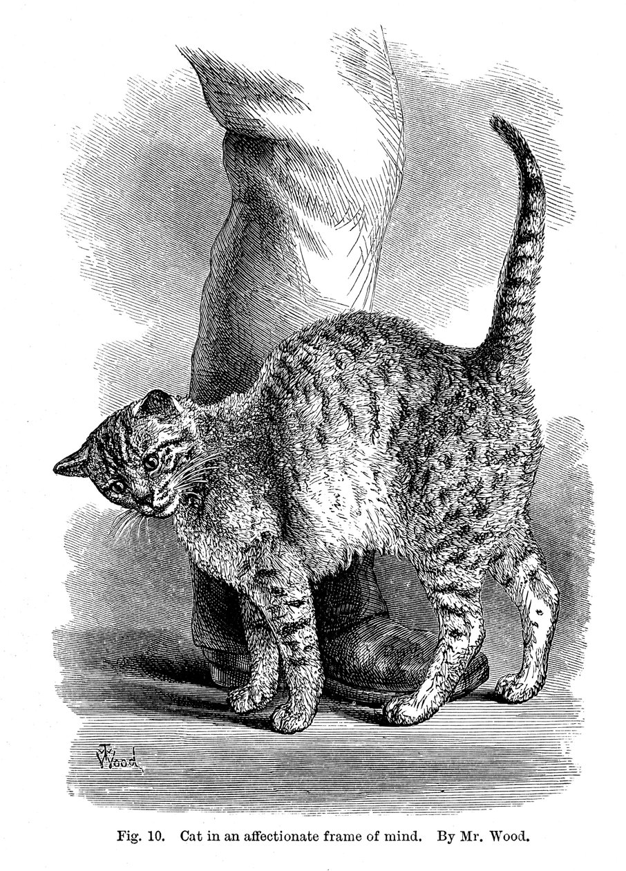 Un chat en état d