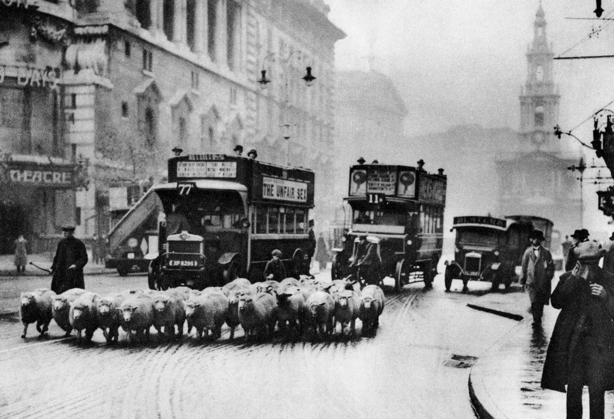 Un troupeau de moutons sur le Strand, Londres, 1926-1927 - Unbekannt