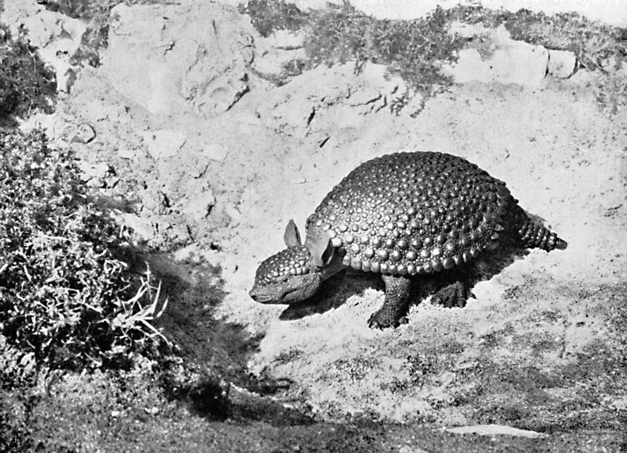 Un glyptodon, 20e siècle - Unbekannt