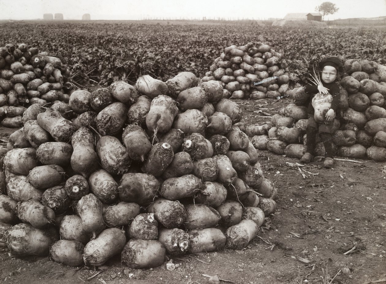 Une petite fille avec des piles de navets récoltés, près de Landskrona, Suède, 1910 - Unbekannt