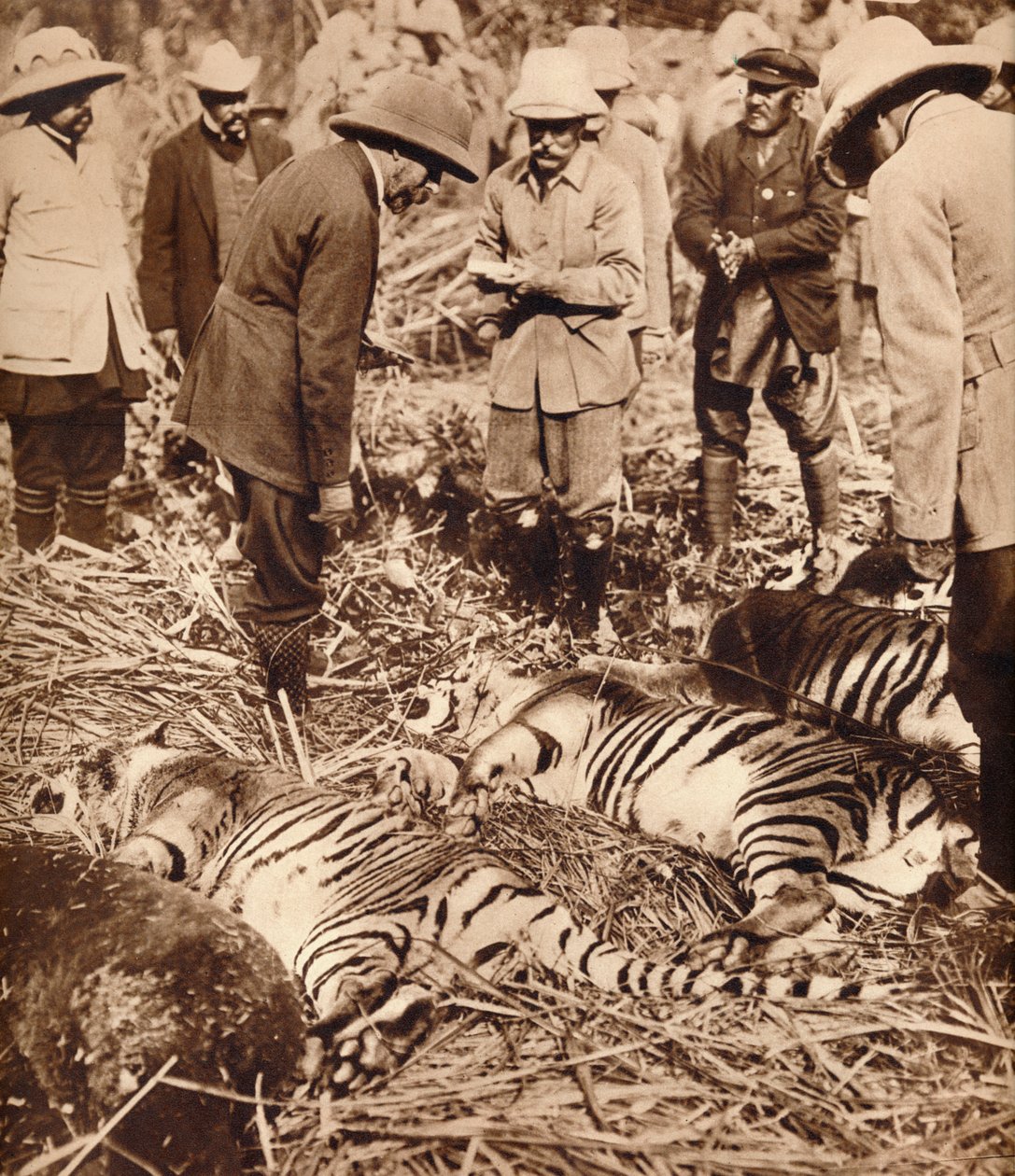 Un sac royal de tigres, 1911 1935 - Unbekannt