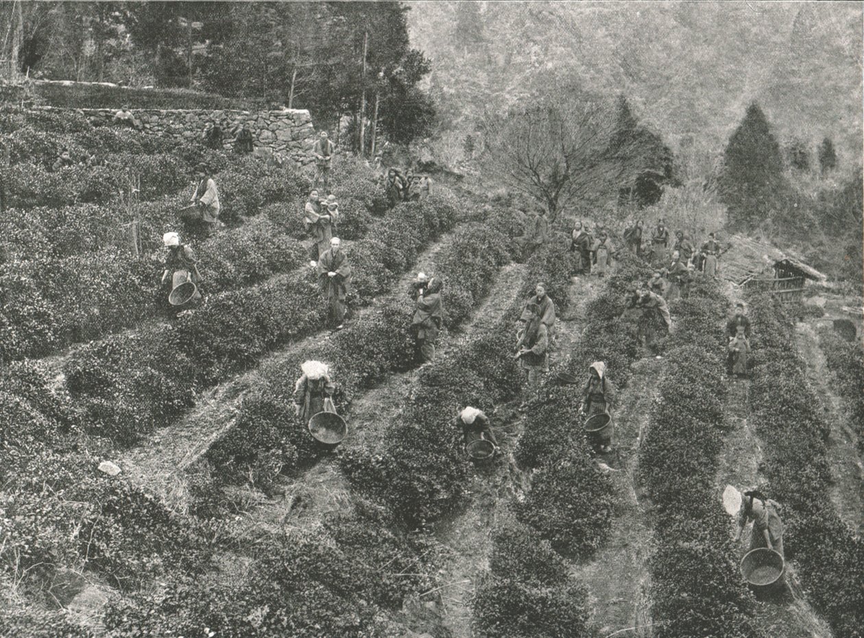 Une plantation de thé en dehors de la ville, Kobe, Japon, 1895 - Unbekannt