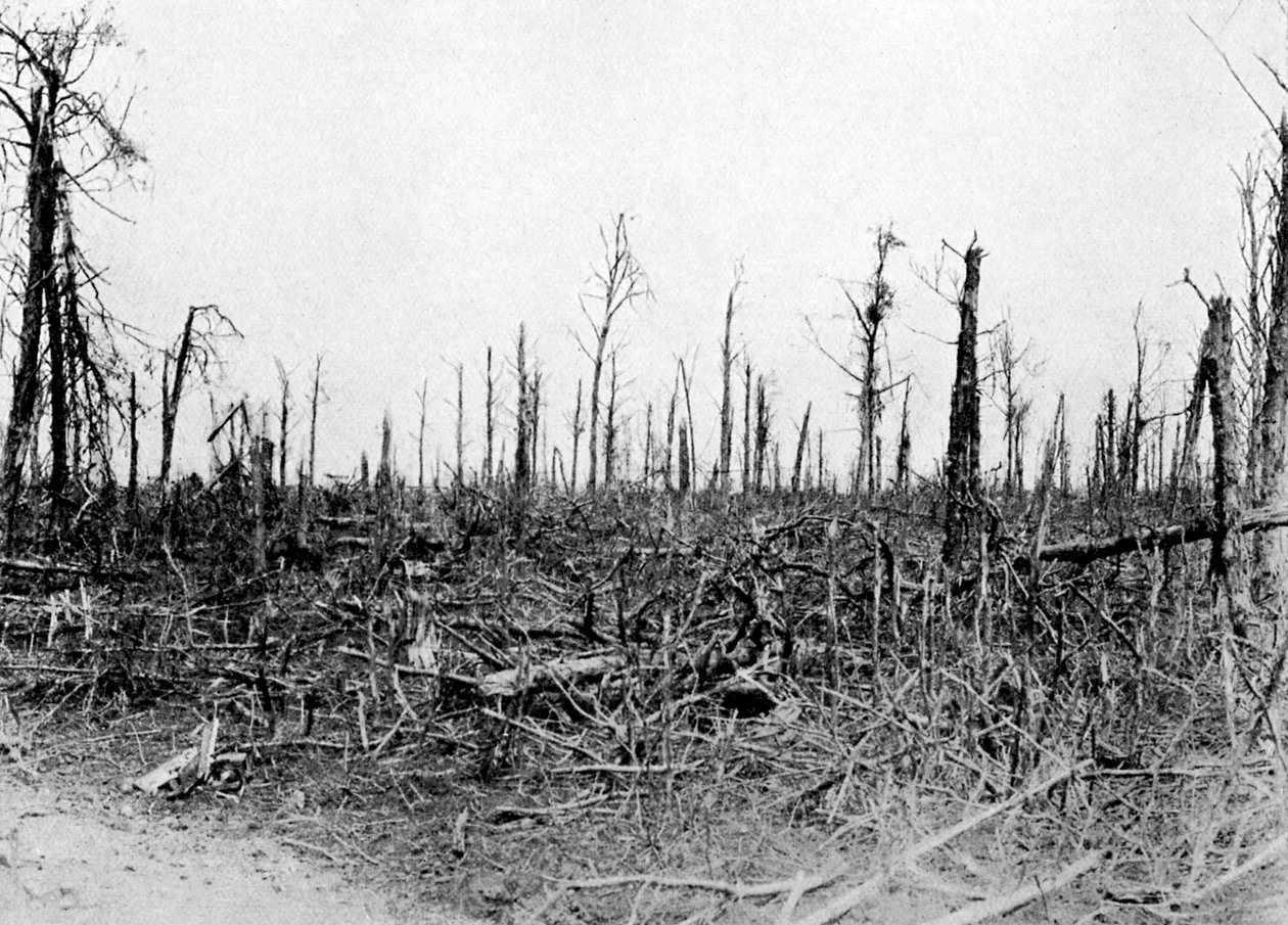 Un bois dans la région de la Somme, France, 1916, vers 1920 - Unbekannt