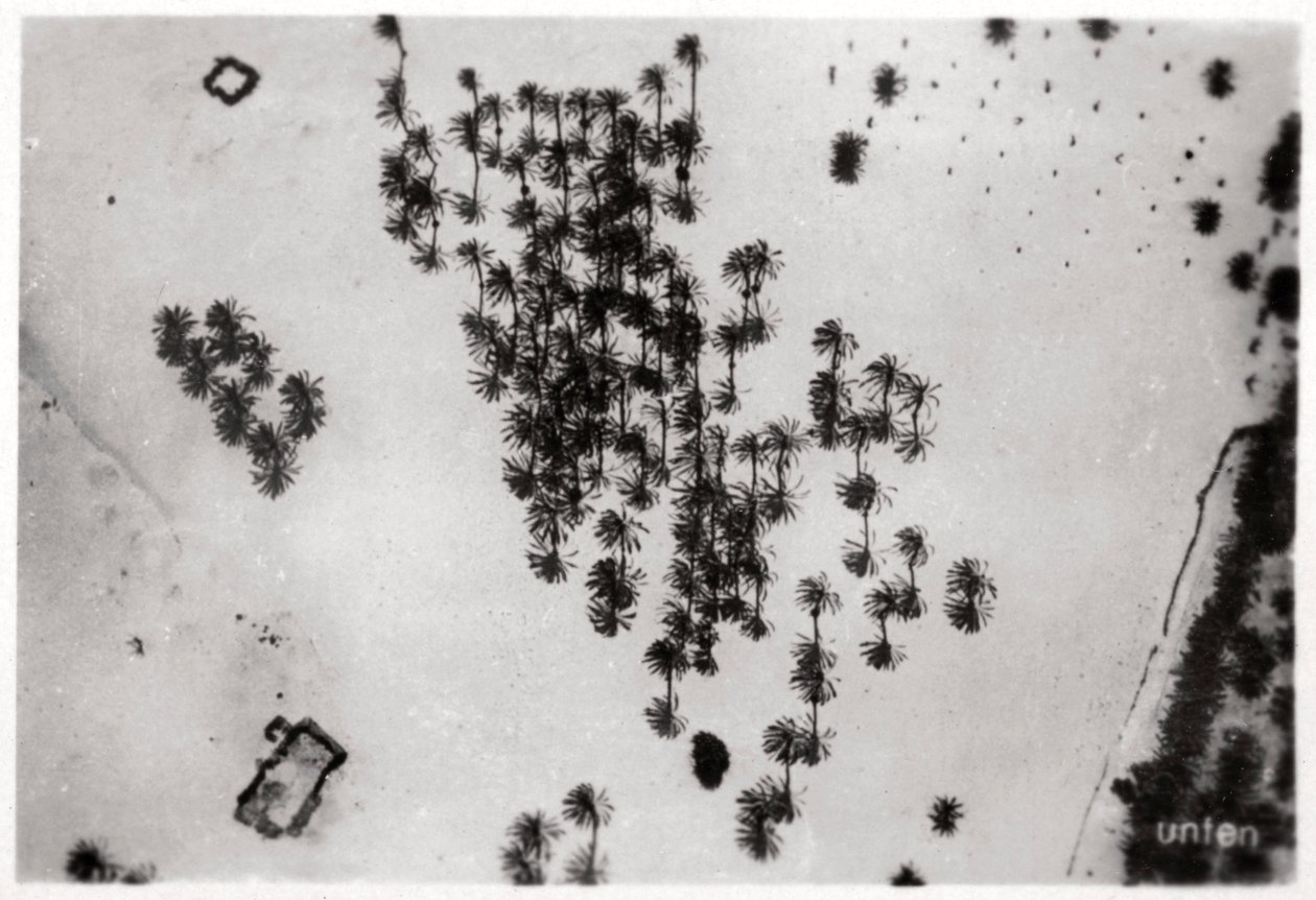 Vue aérienne des ombres de palmiers dans le désert arabique, depuis un Zeppelin, 1931-1933 - Unbekannt