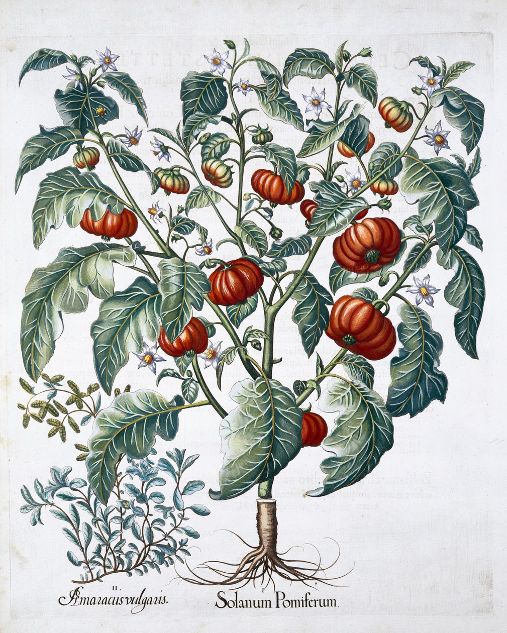 Tomate africaine et plantes de marjolaine, 1613 - Unbekannt
