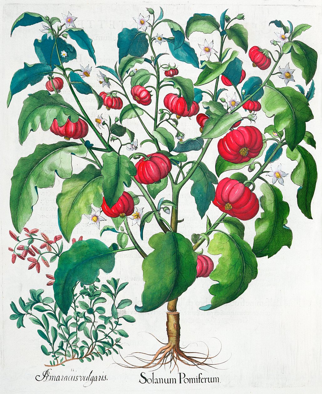 Tomate africaine et plantes de marjolaine, 1613 - Unbekannt