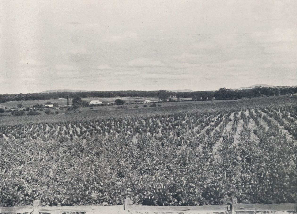 Un vignoble australien, 1923 - Unbekannt