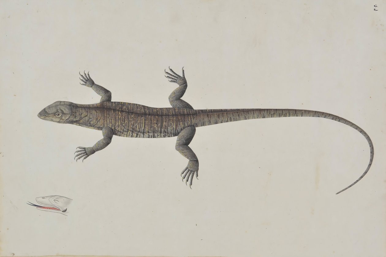 Un lézard Bish-Khopra indien, vers 1790 - Unbekannt