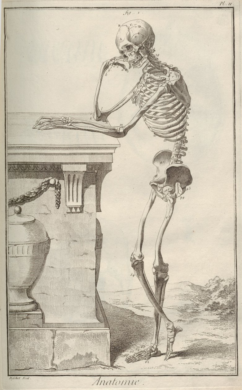Anatomie. De l