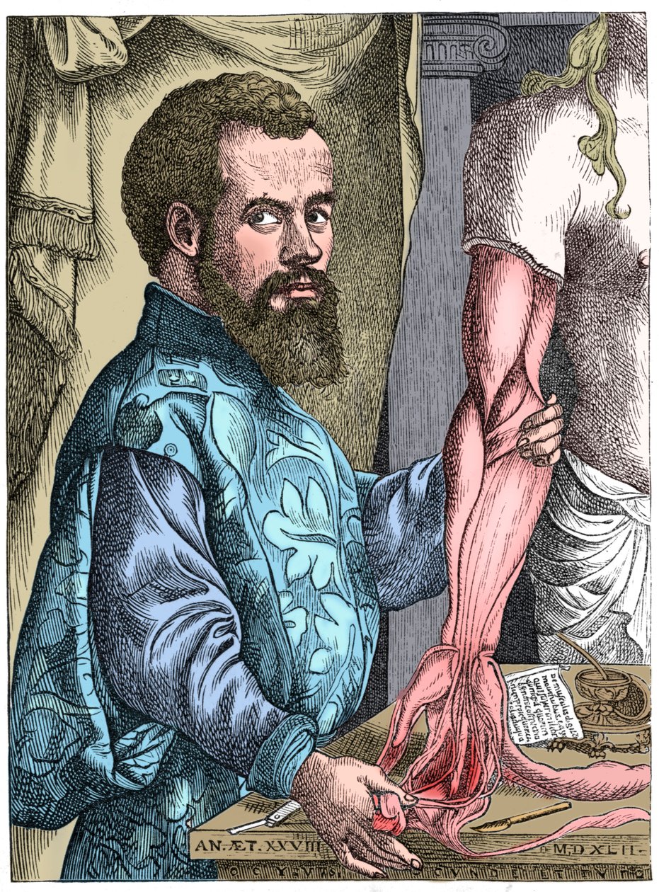 Andreas Vesalius, anatomiste flamand du 16ème siècle - Unbekannt