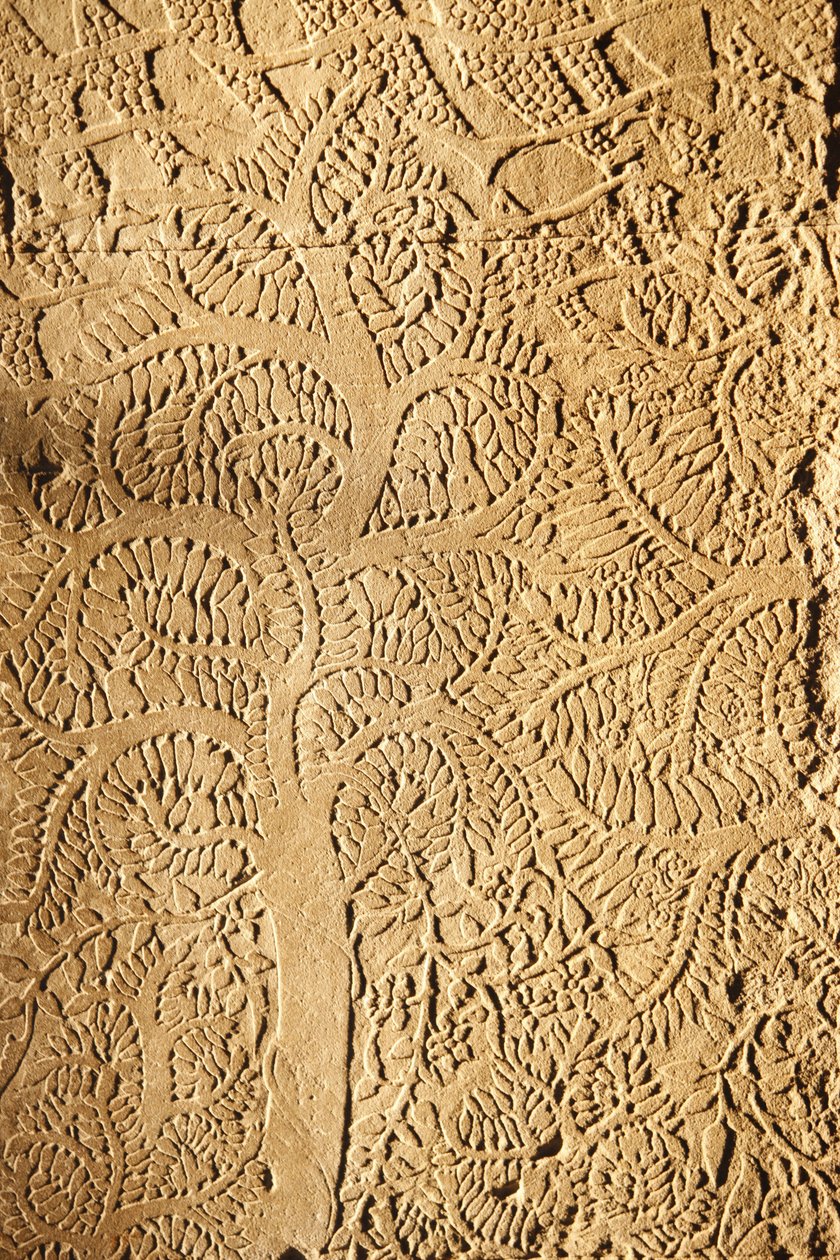 Angkor Wat, Détail sculpté sur le mur. Arbre, Siem Reap, Cambodge - Unbekannt