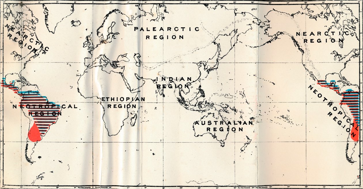 Anthropoidea - V. Carte de distribution des familles Hapalidae en rouge, et Cebidae en bleu, 1897 - Unbekannt